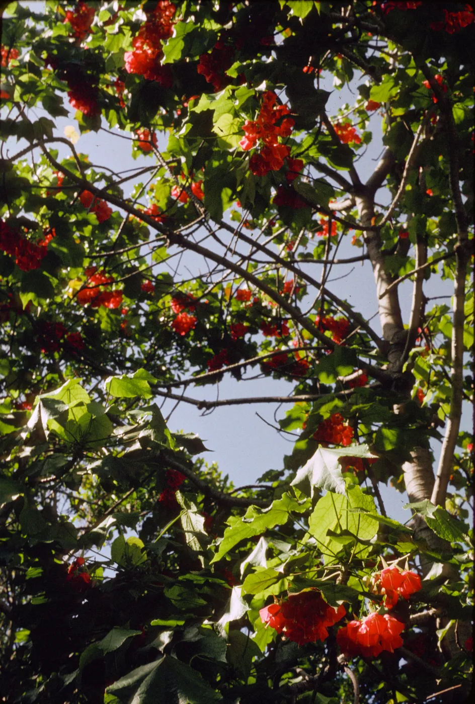 Dombeya