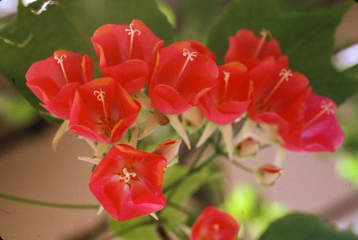 Dombeya