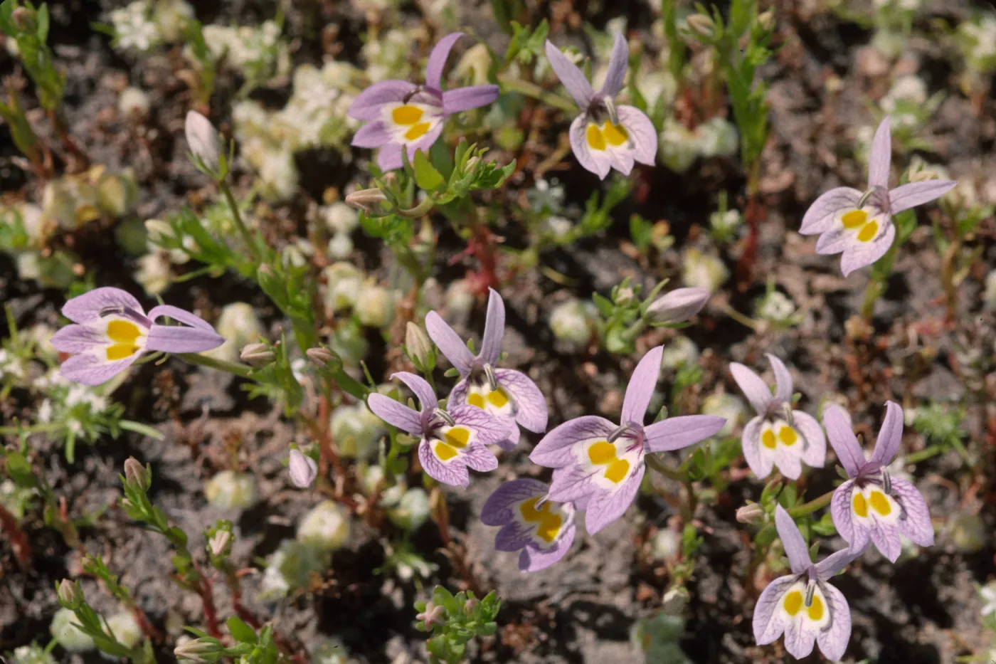 Downingia bacigalupii