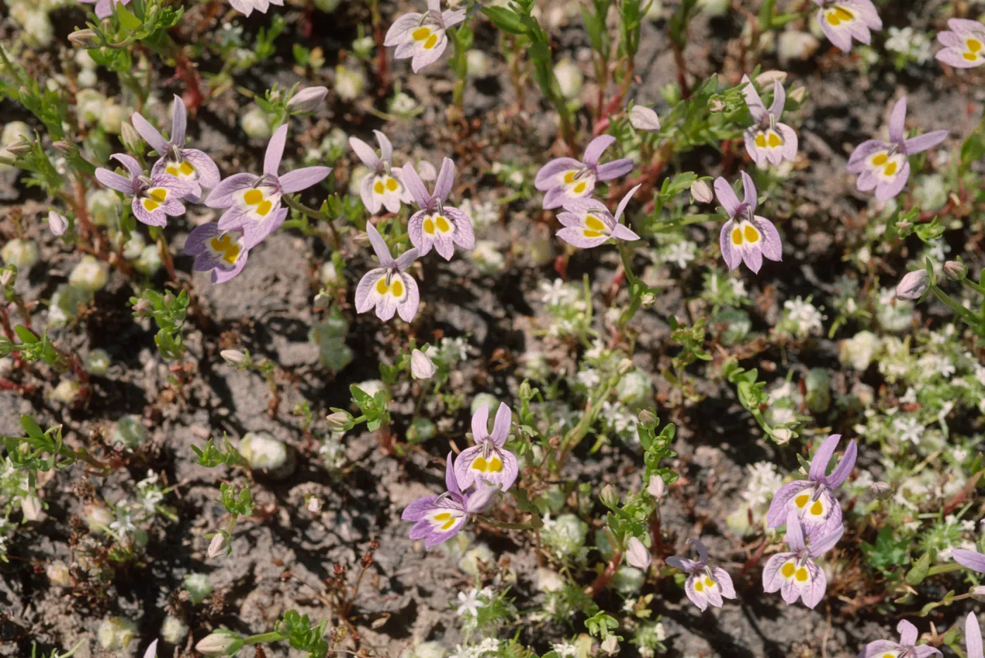 Downingia bacigalupii