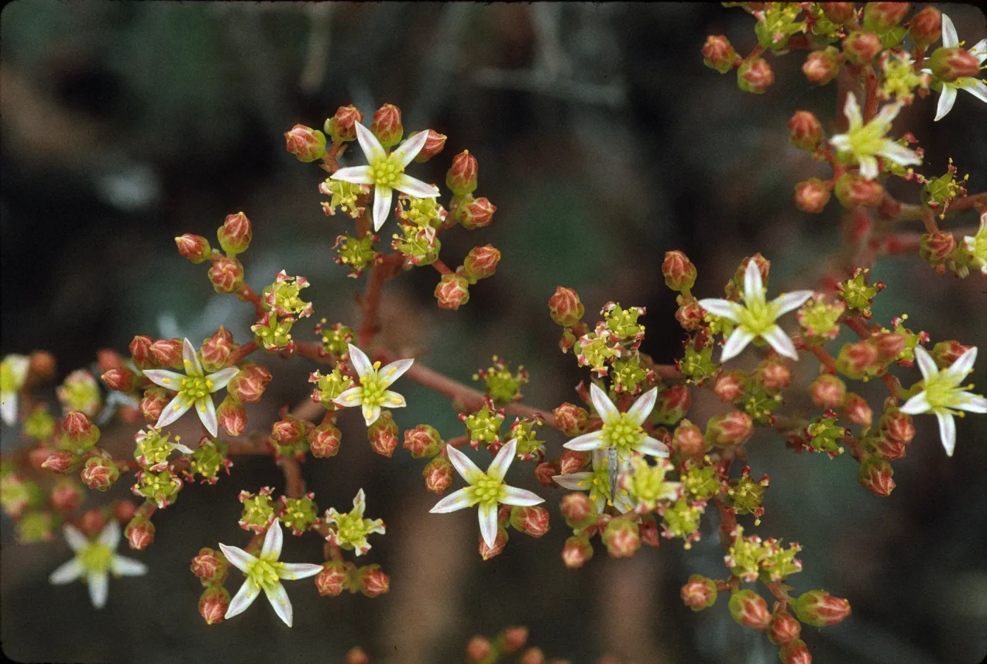 Dudleya virens