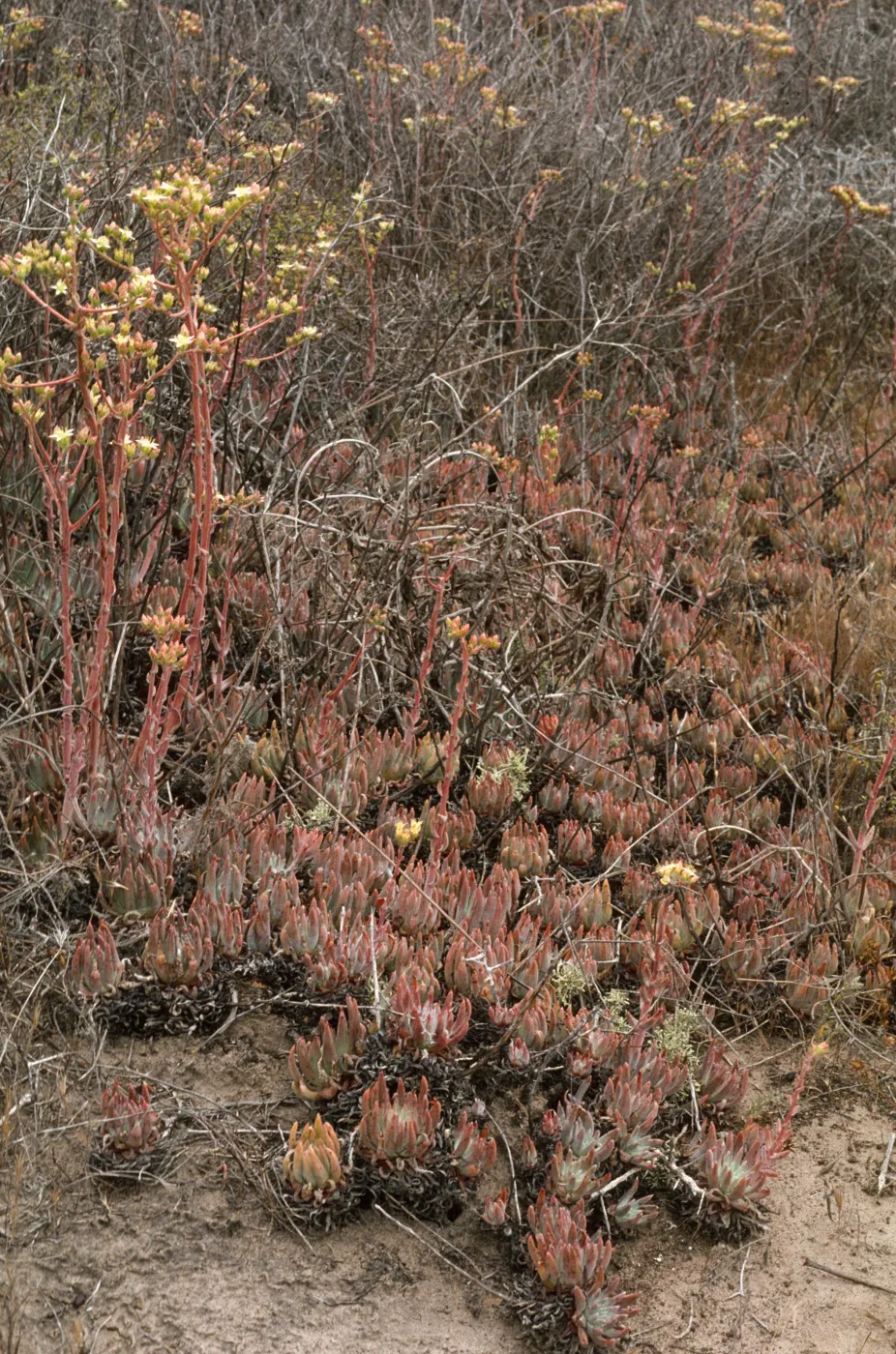Dudleya virens