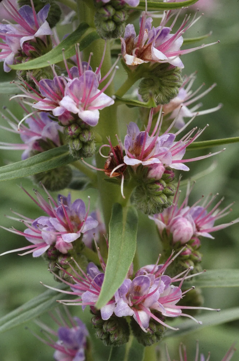 Echium aculeatum