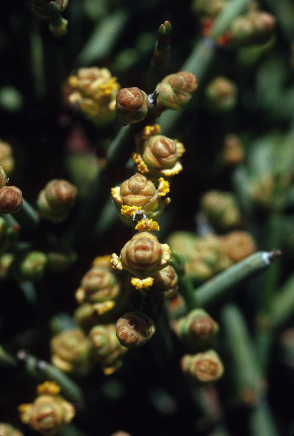 Ephedra andina