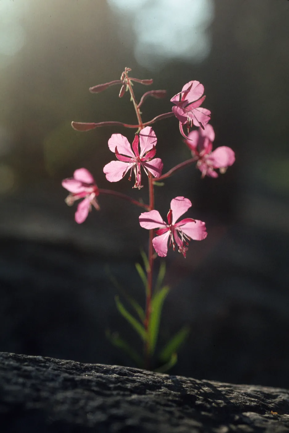Epilobium angustifolium