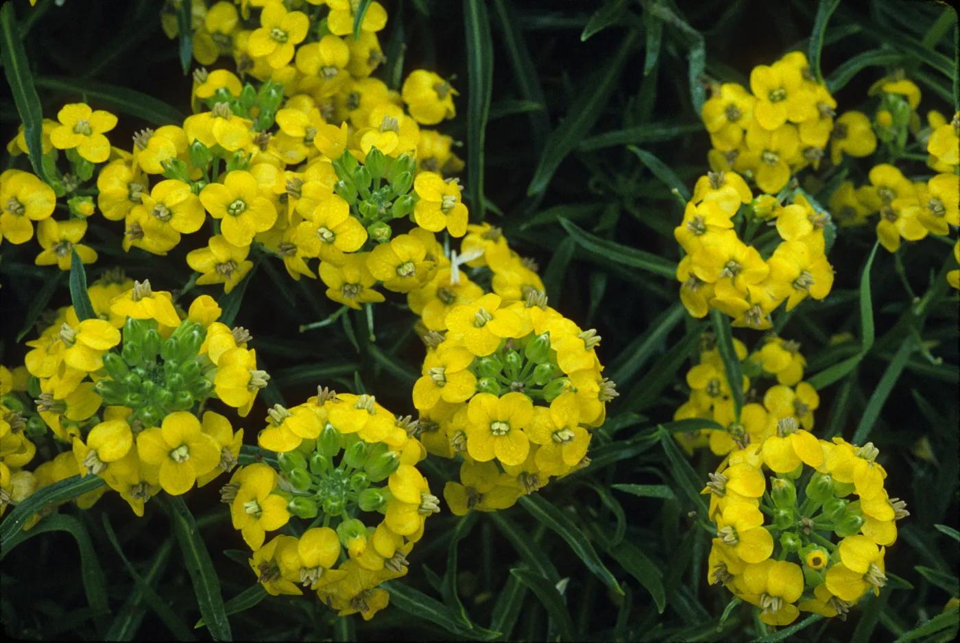 Erysimum insulare
