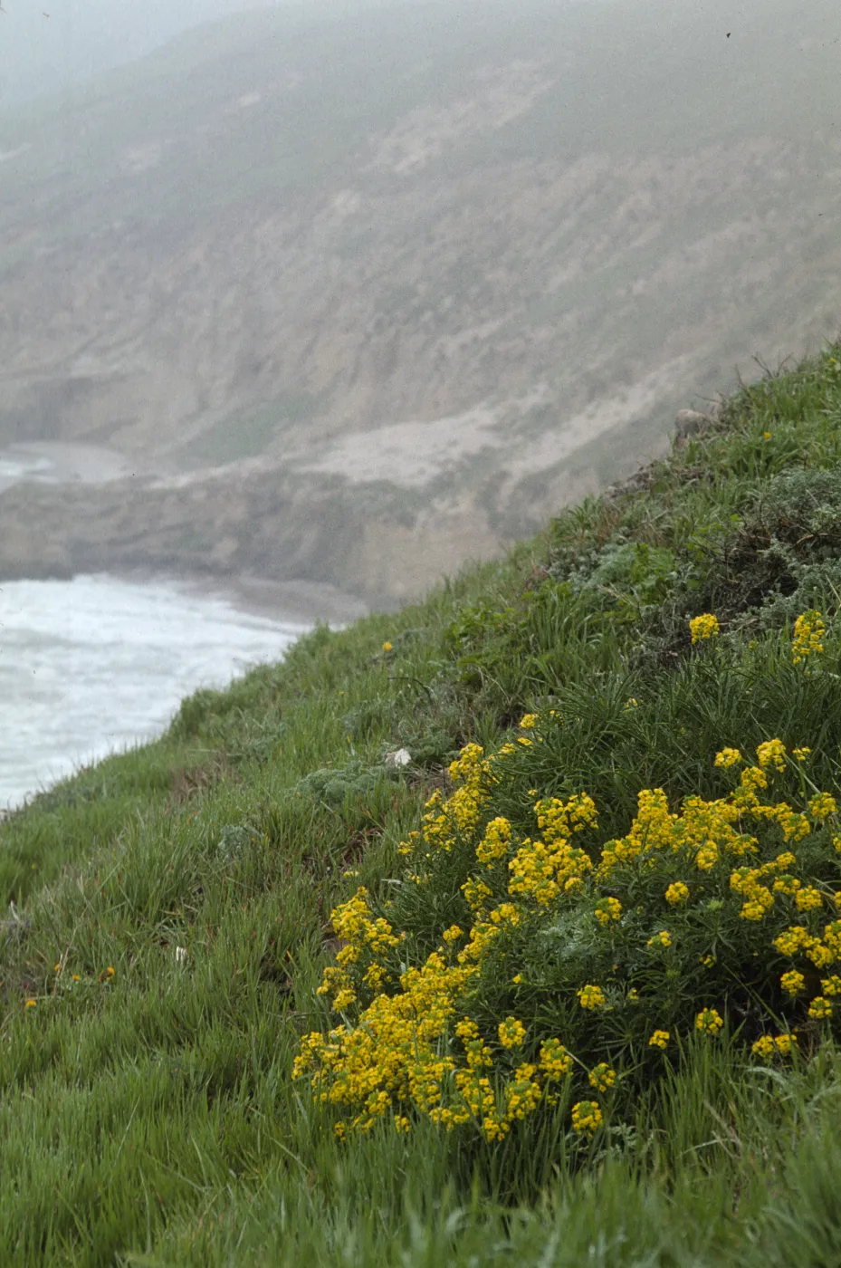 Erysimum insulare