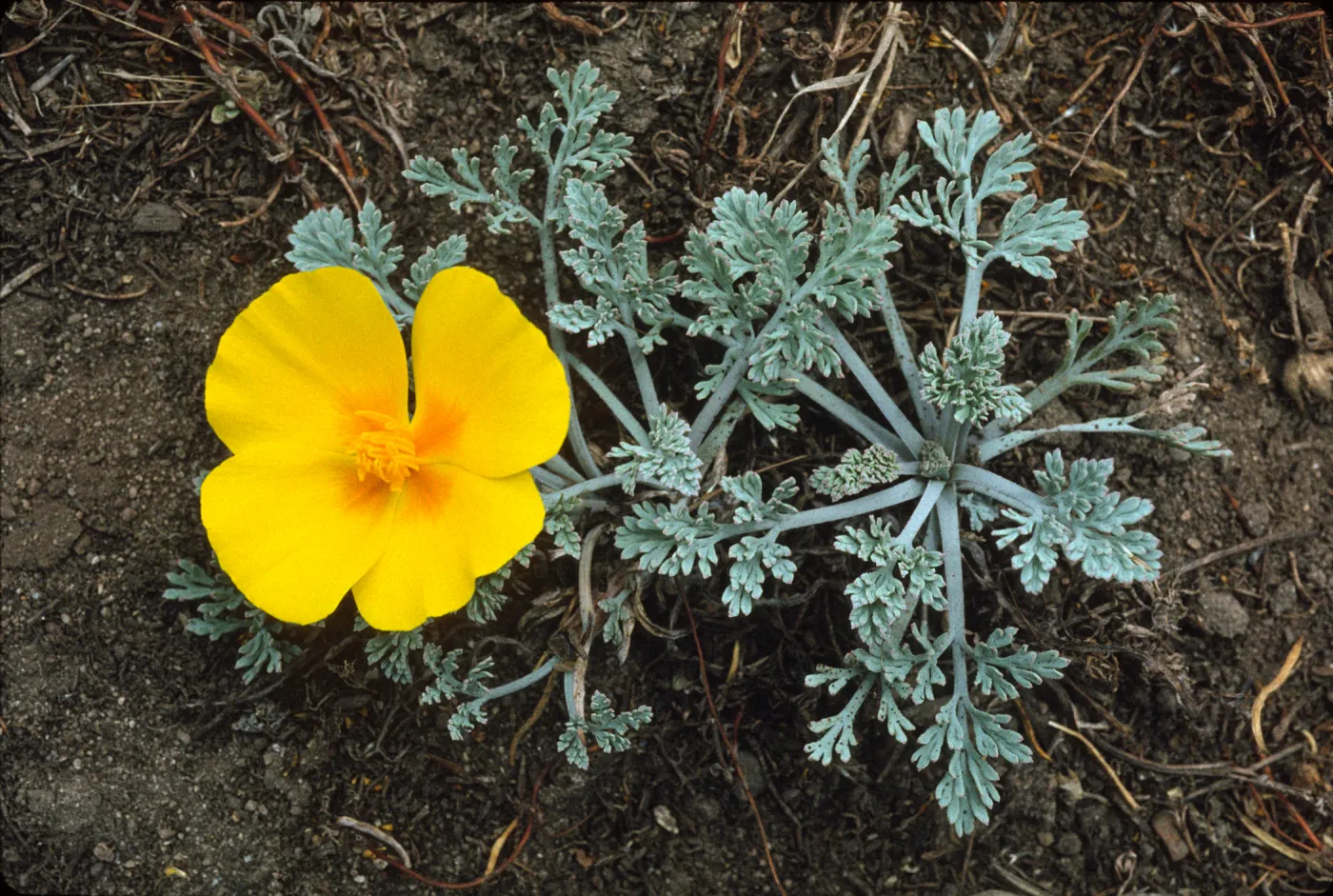 Eschscholzia californica