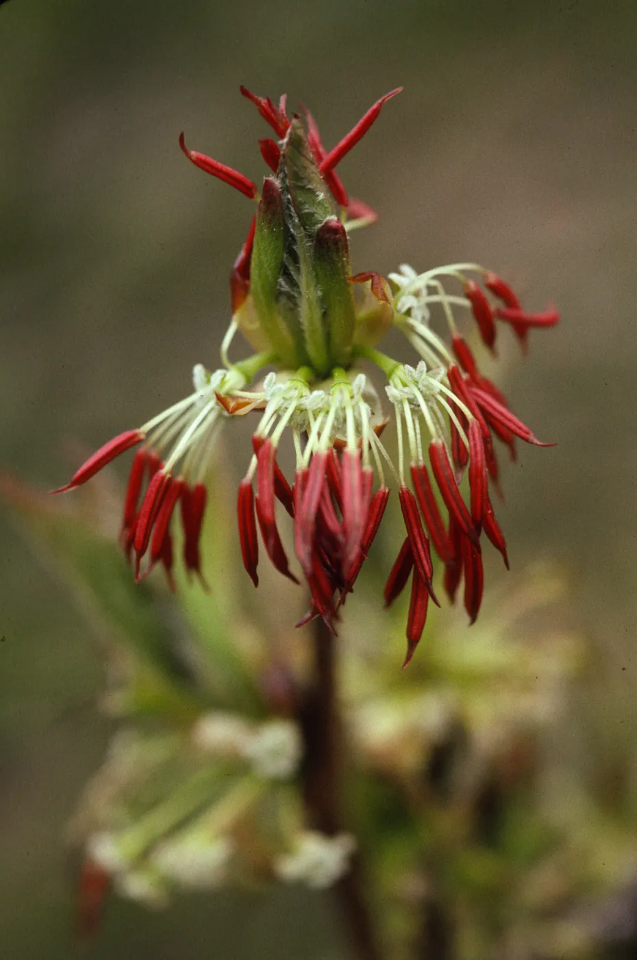 Euptelea polyandra