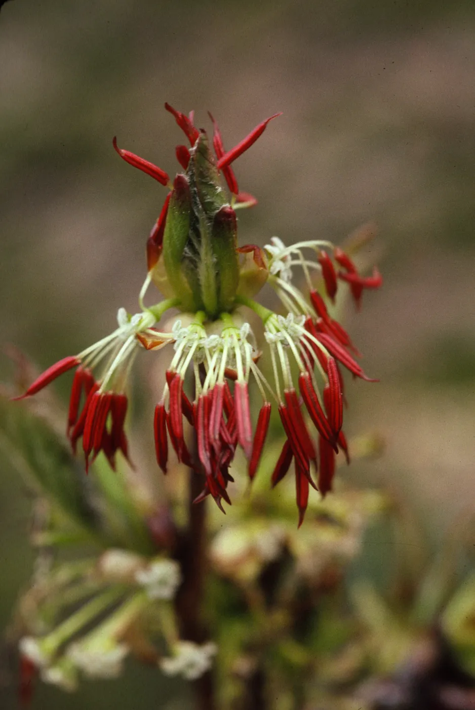 Euptelea polyandra