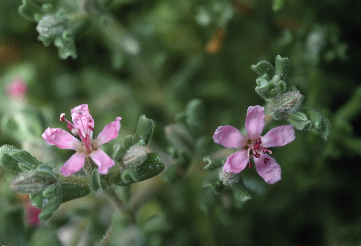 Frankenia salina