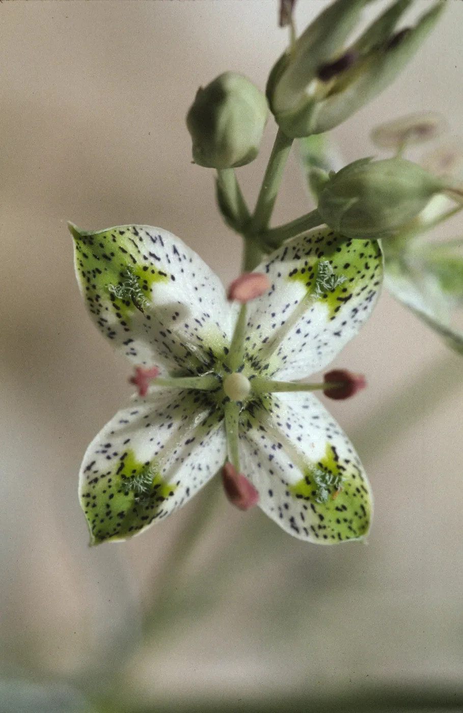 Frasera albomarginata