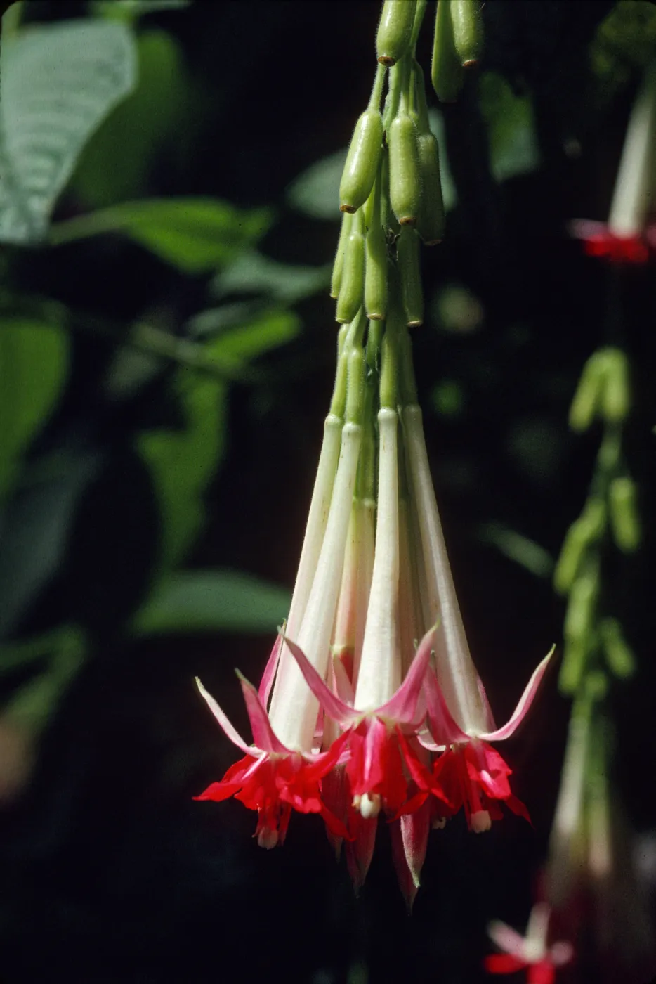 Fuchsia boliviana