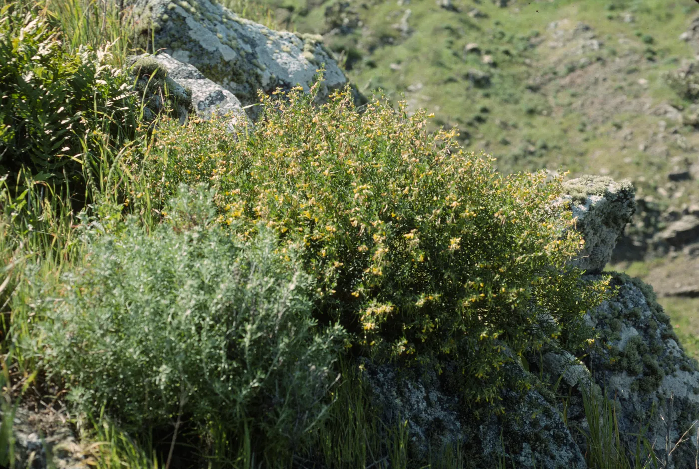 Galium catalinense ssp. acrispum