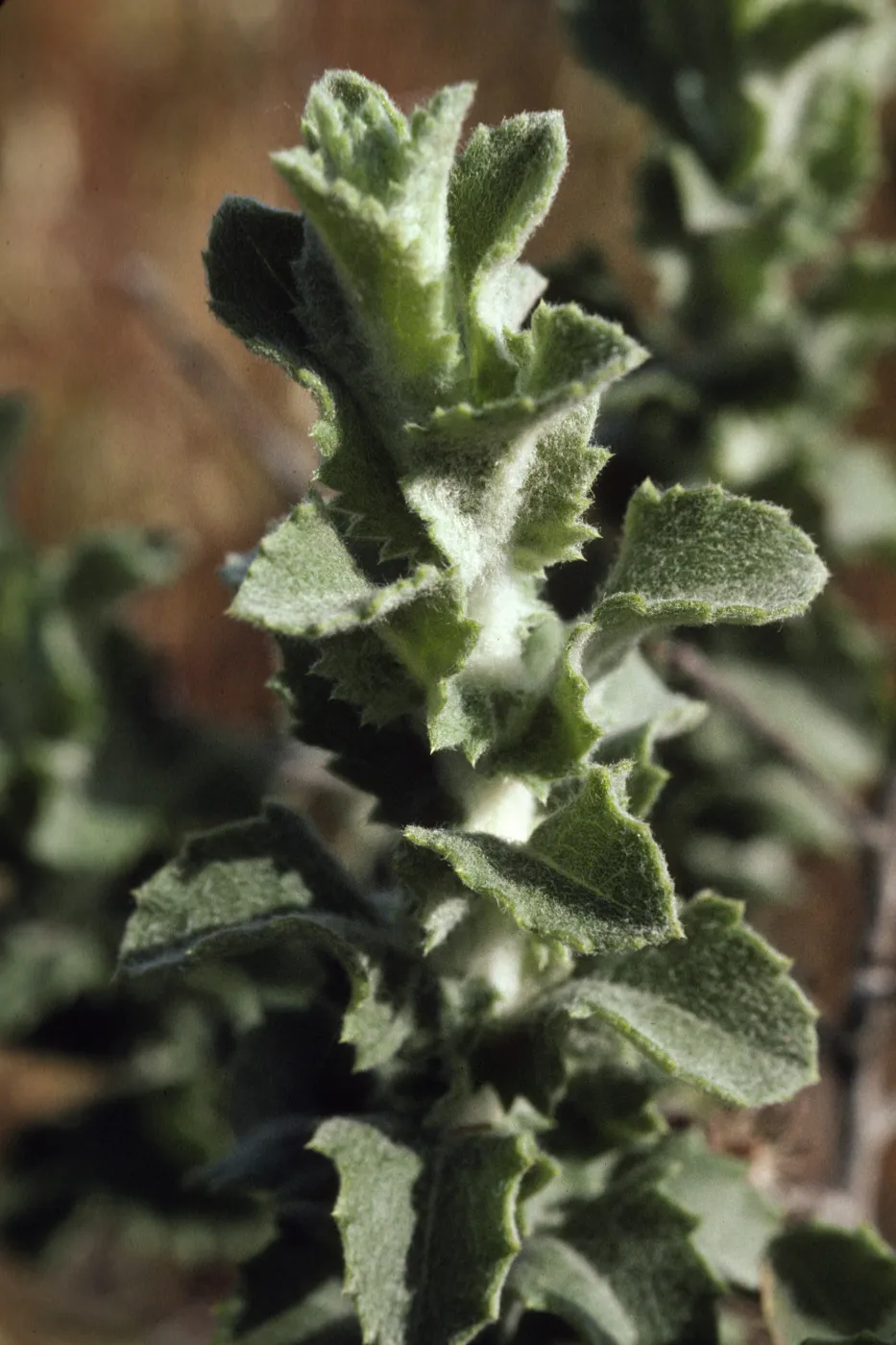 Hazarrdia cana x squarrosa