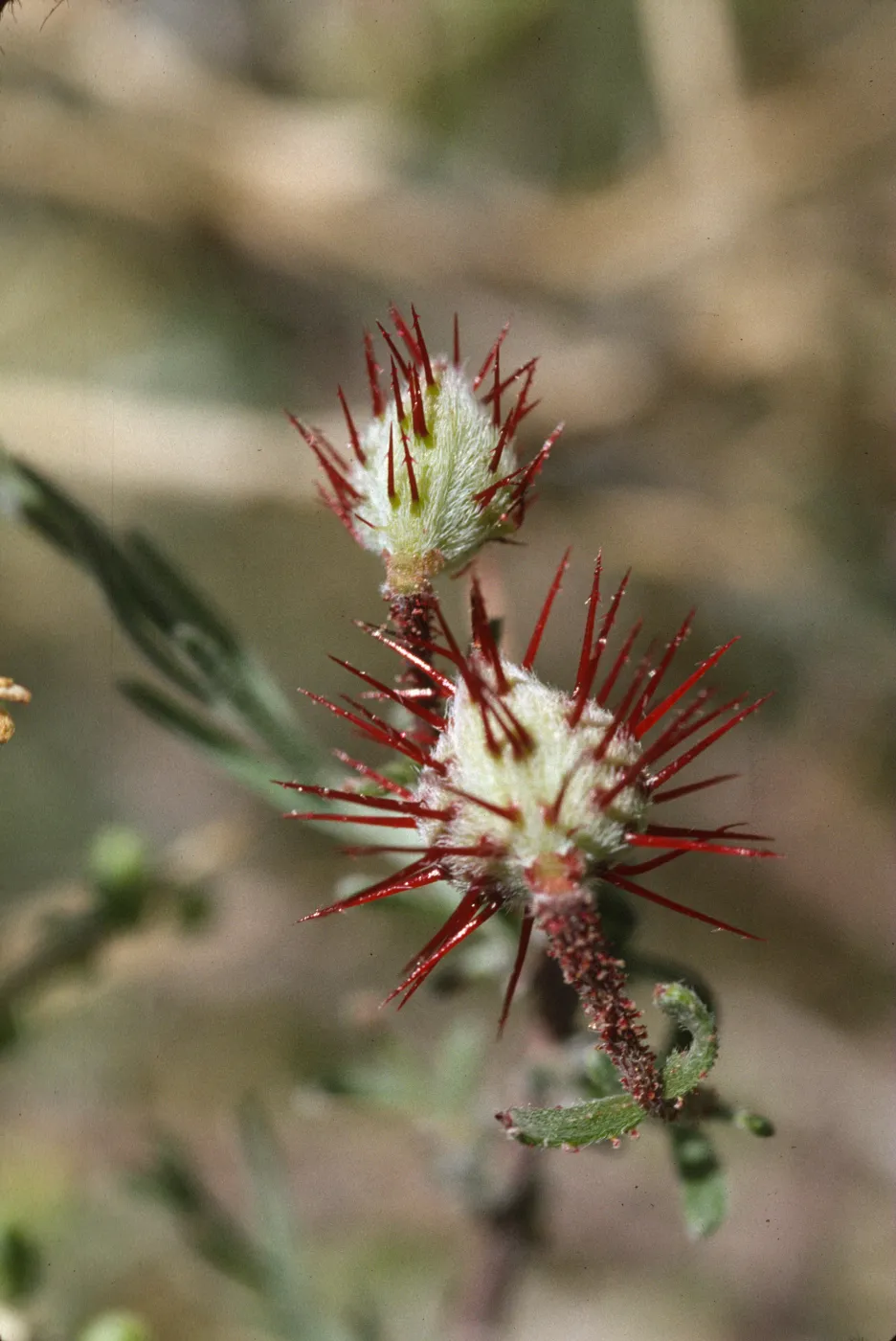 Krameria erecta