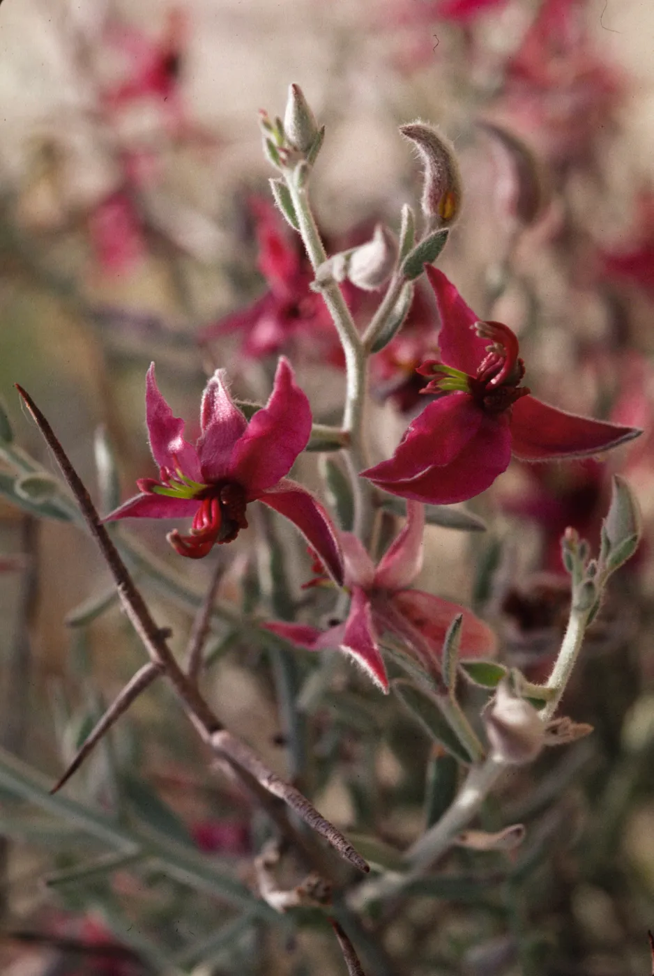 Krameria erecta