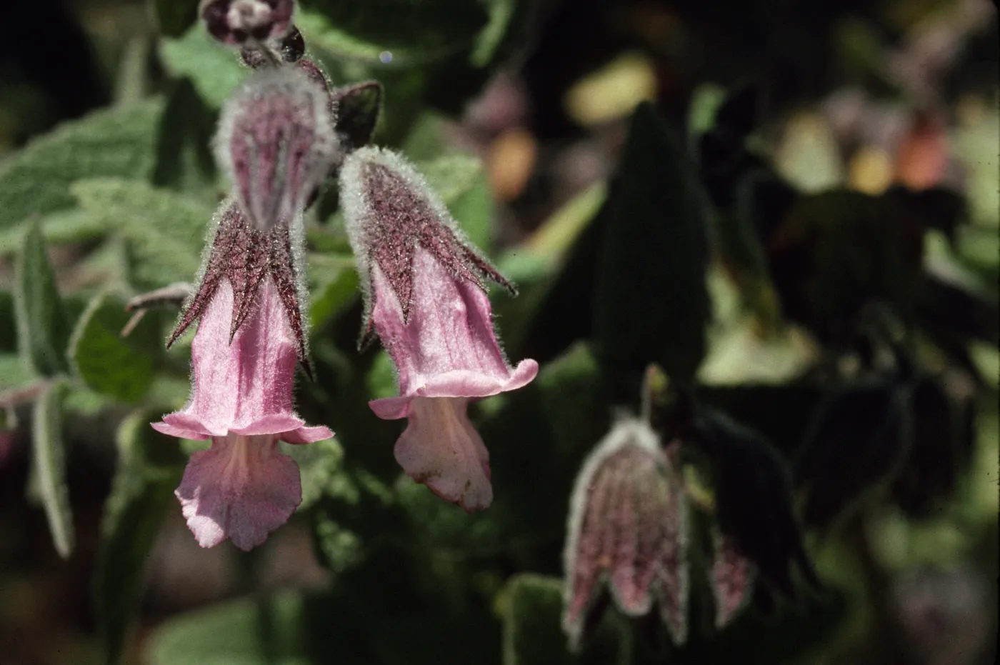 Lepechinia calycina