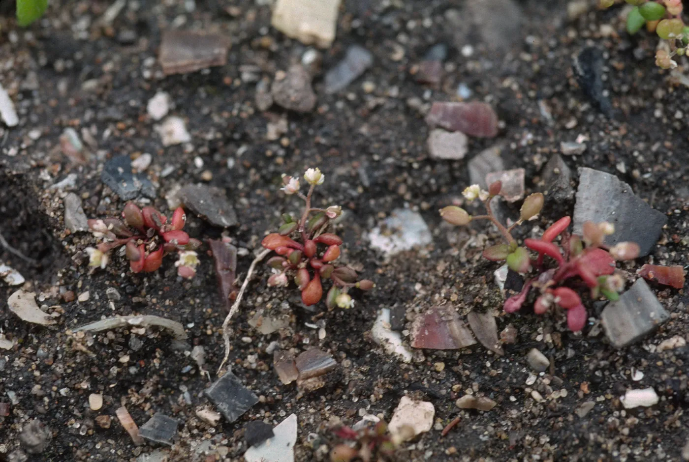 Lepidium oblongum