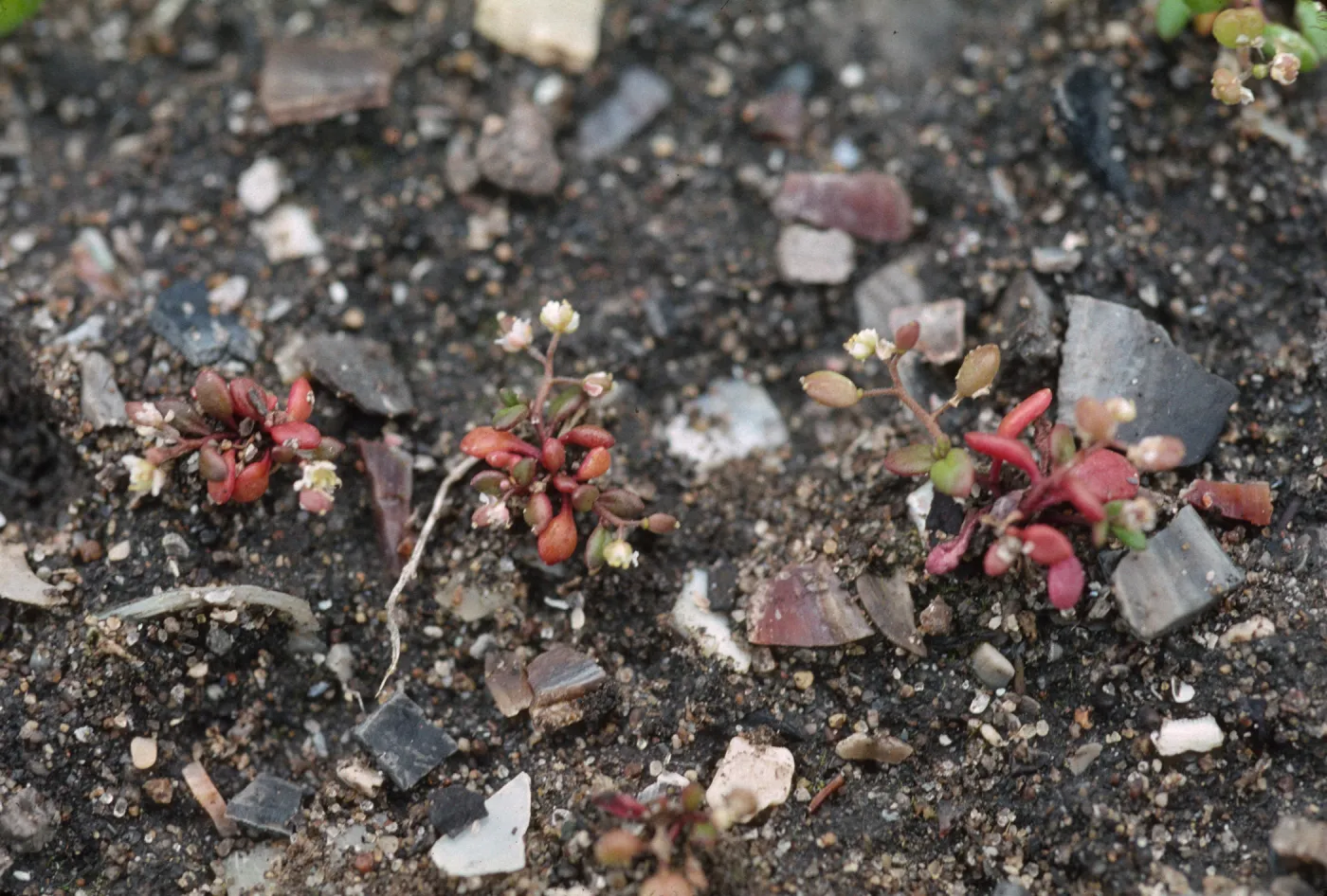 Lepidium oblongum