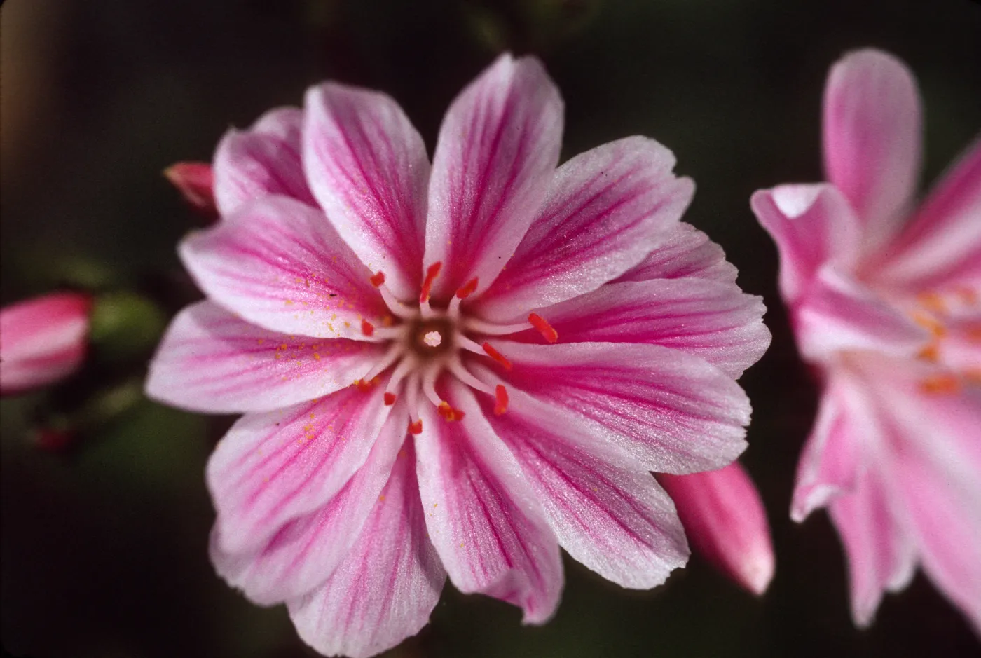 Lewisia cotyledon