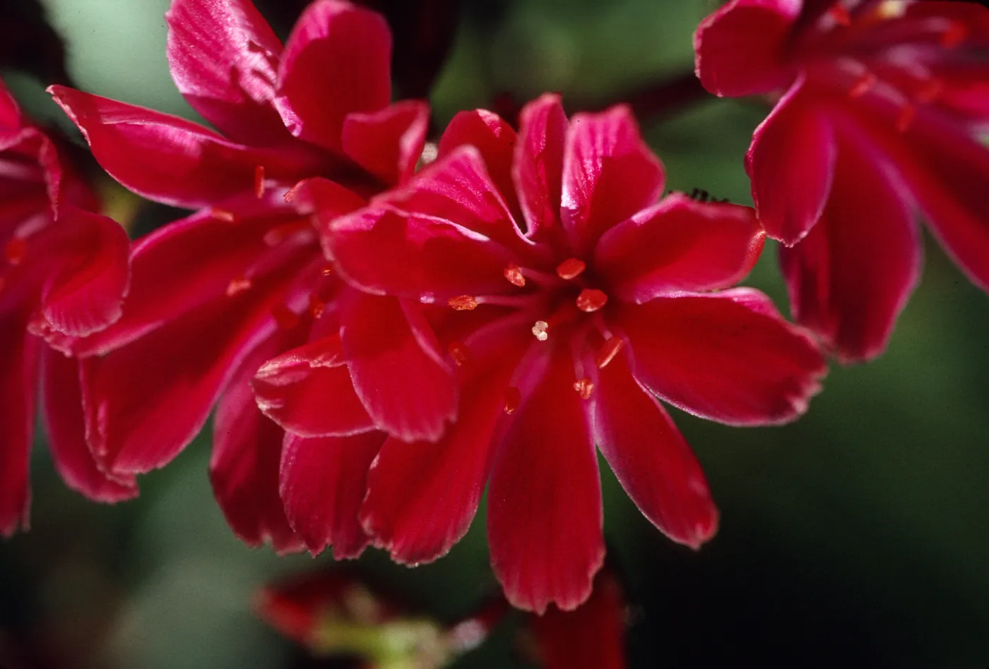 Lewisia cotyledon