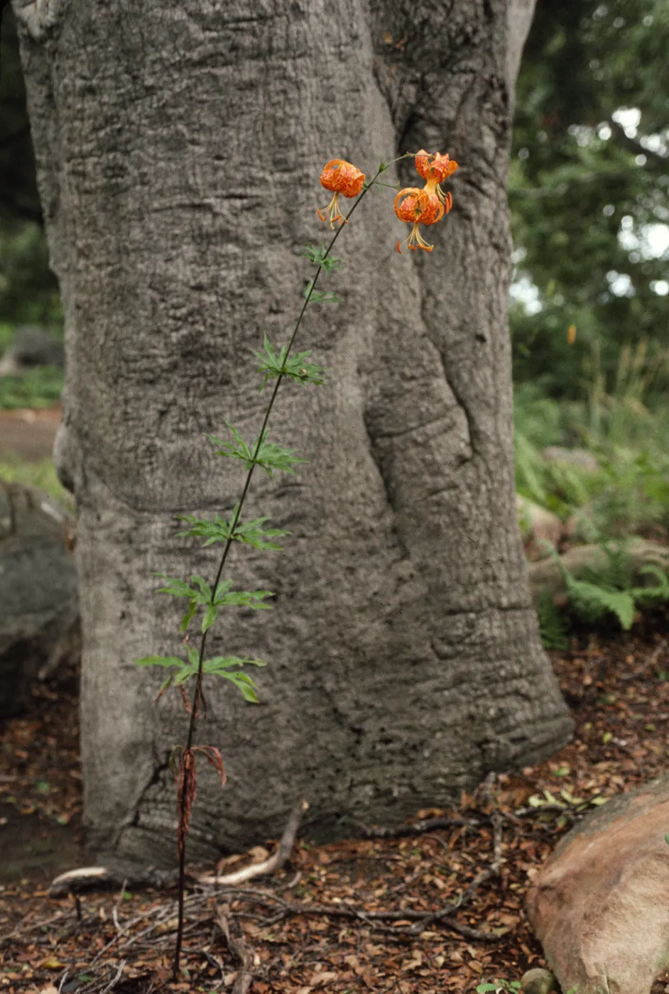 Lilium humboldtii