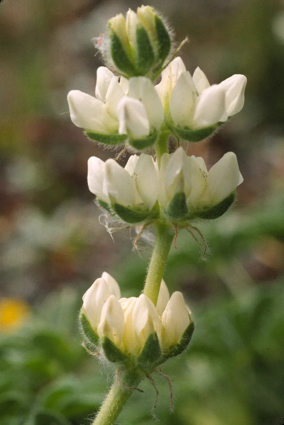Lupinus microcarpus var. densiflorus