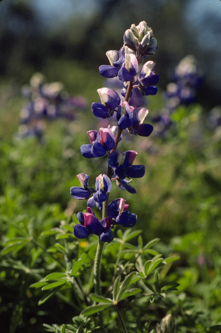 Lupinus succulentus