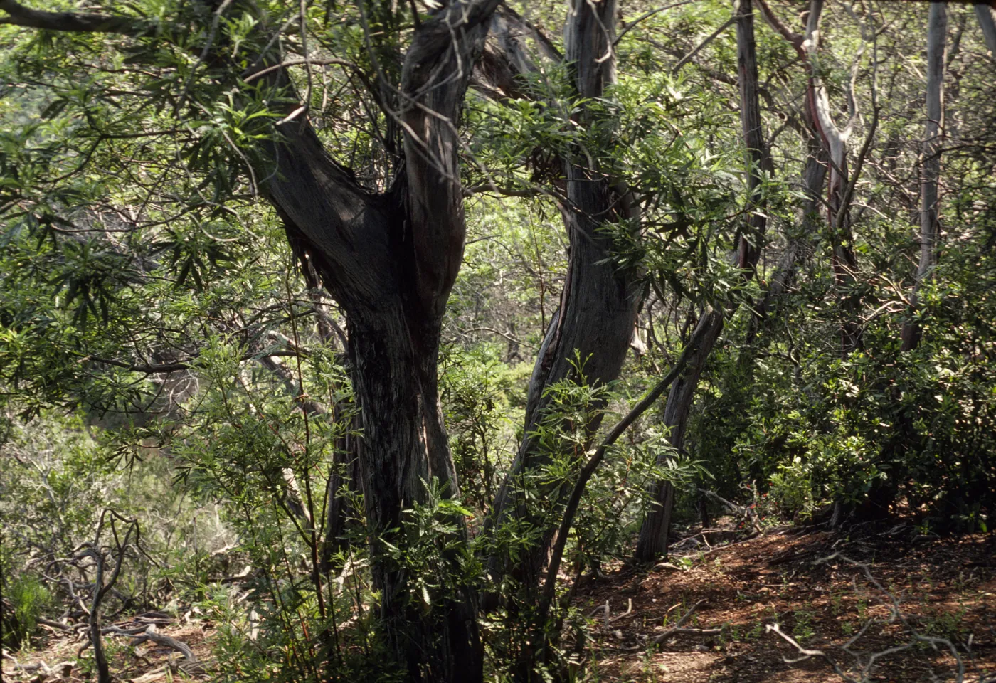 Lyonothamnus