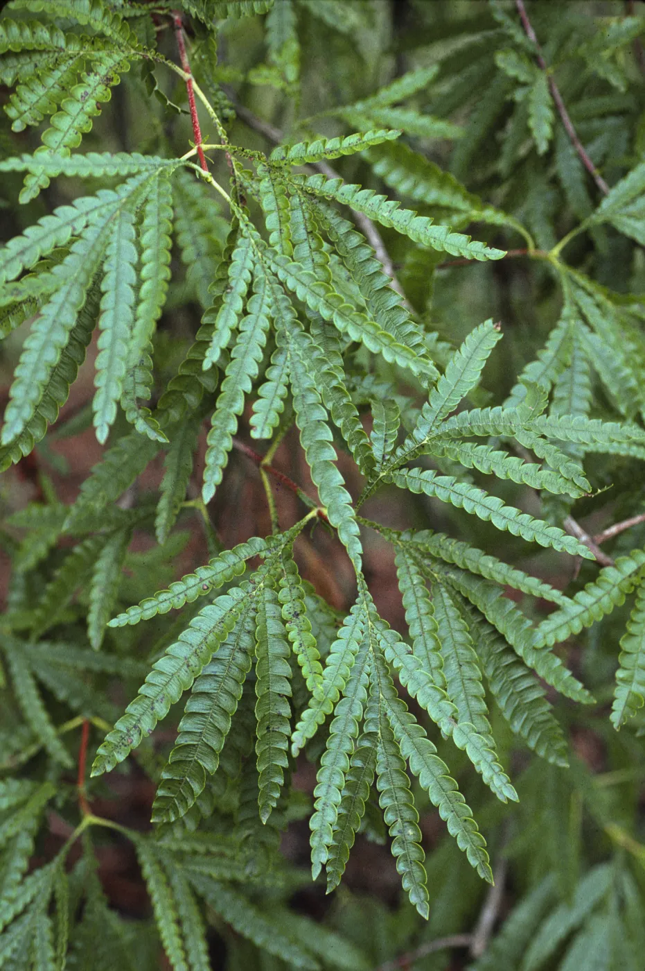 Lyonothamnus floribundus ssp. aspleniifolius