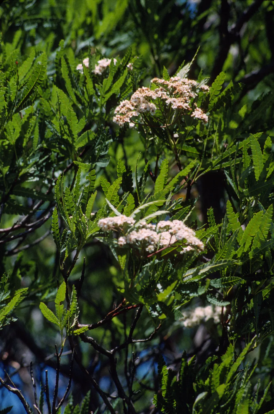 Lyonothamnus floribundus ssp. Aspleniifolius