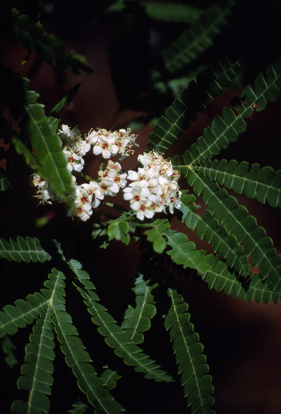 Lyonothamnus floribundus ssp. Aspleniifolius