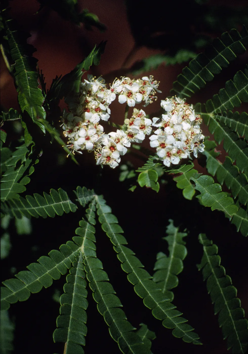 Lyonothamnus floribundus ssp. Aspleniifolius