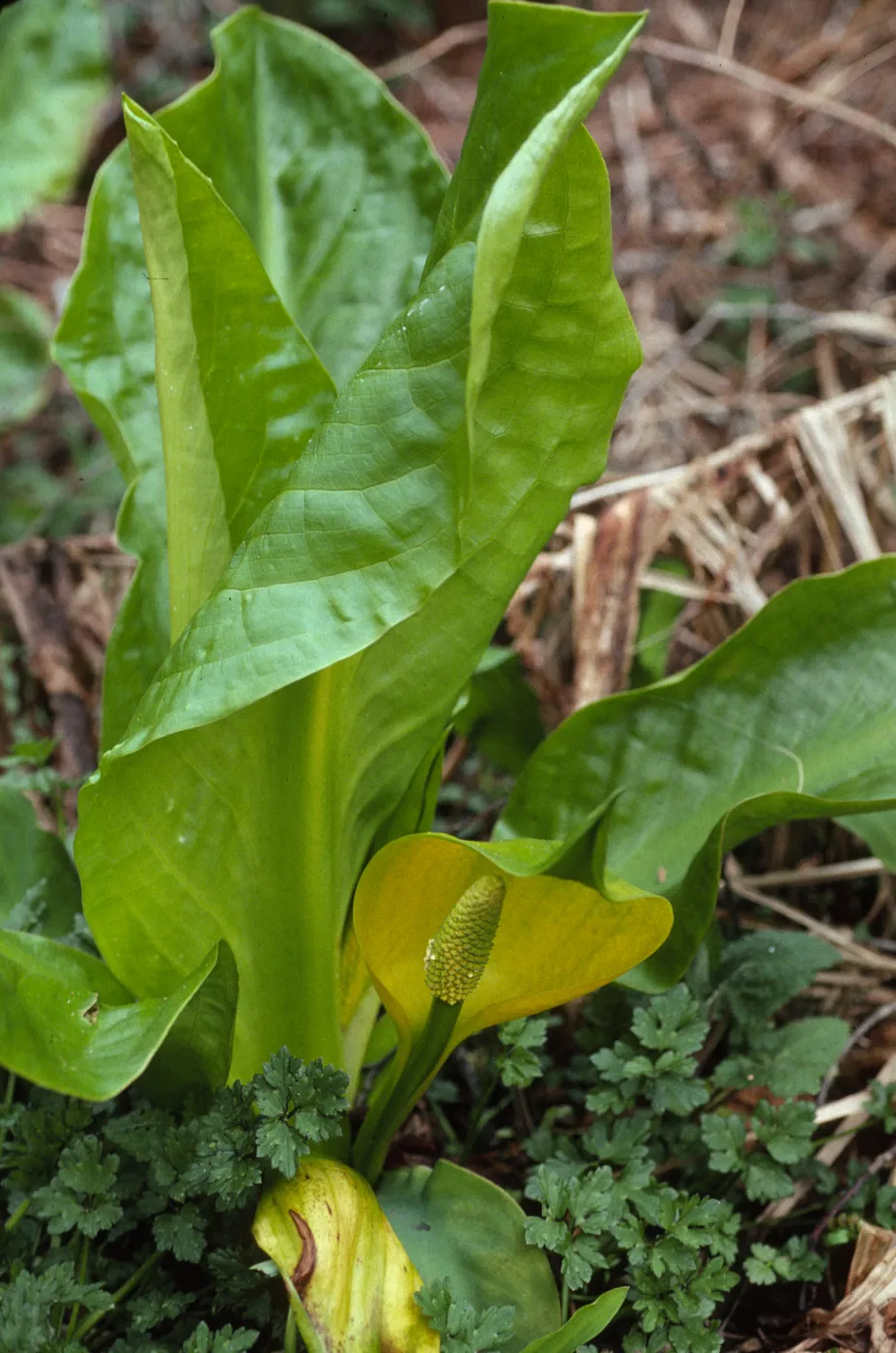 Lysichiton