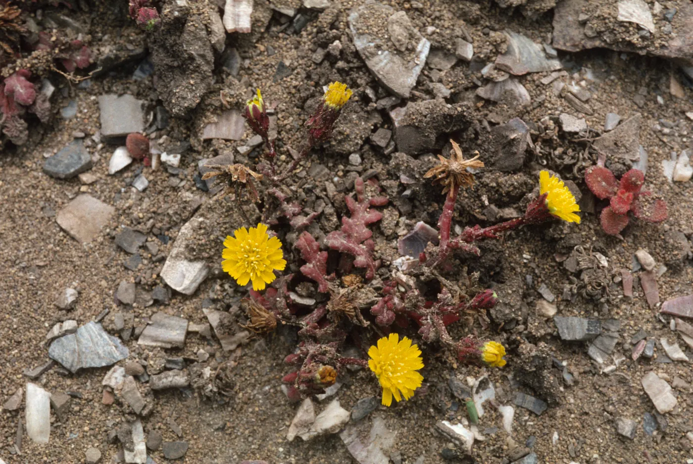 Malacothrix indecora