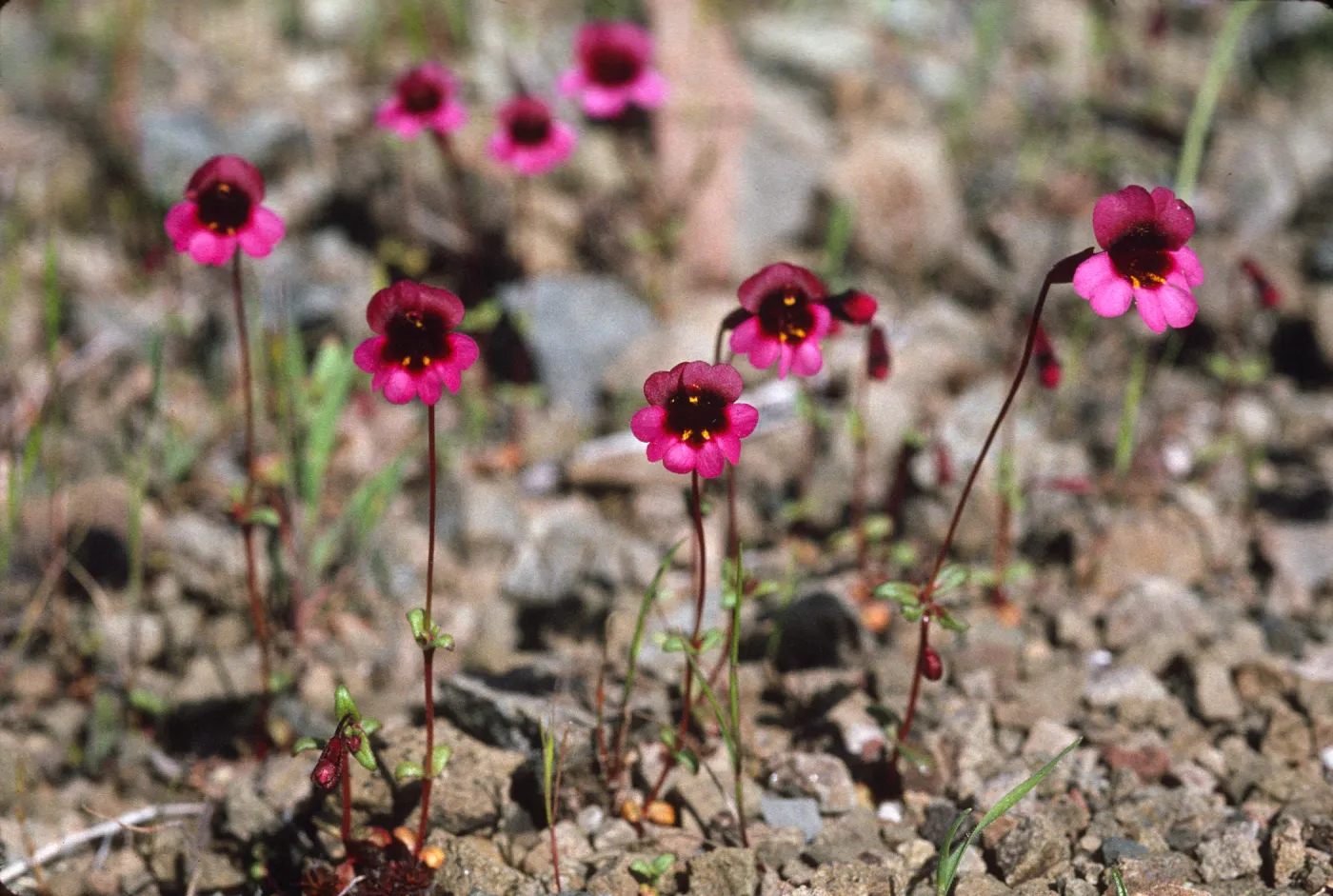 Mimulus douglasii
