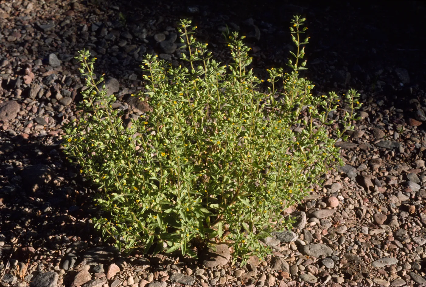 Mimulus pilosus