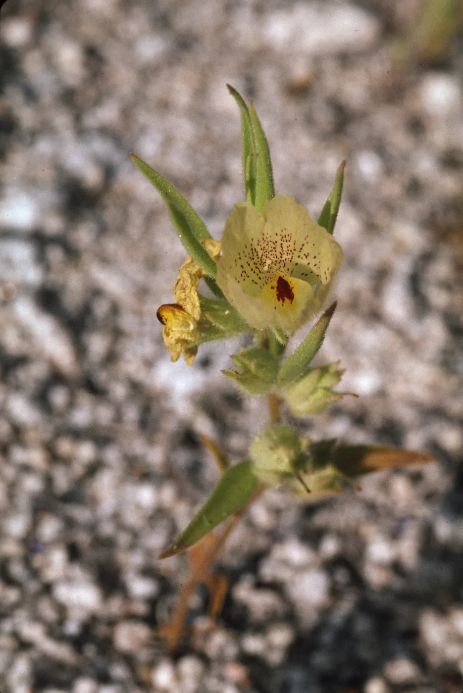 Mohavea confertiflora