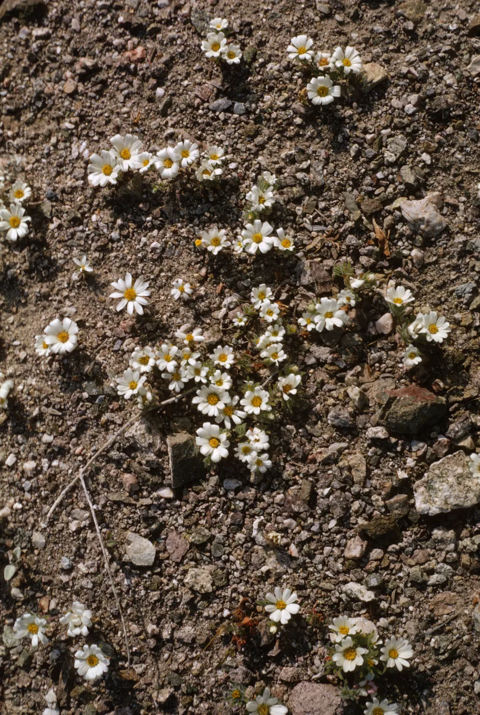 Monoptilon bellioides