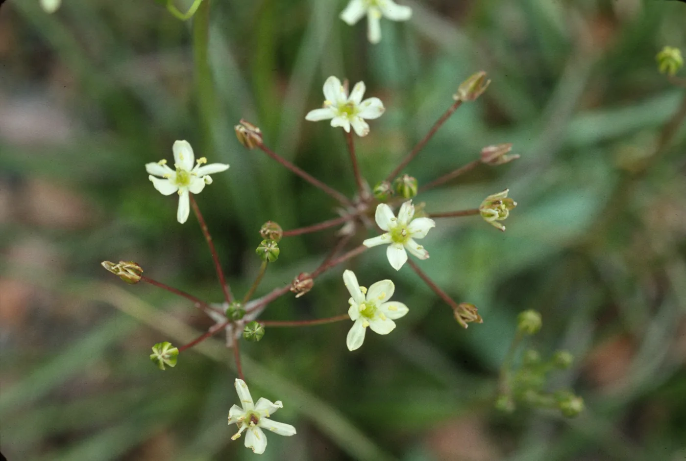 Muilla maritima