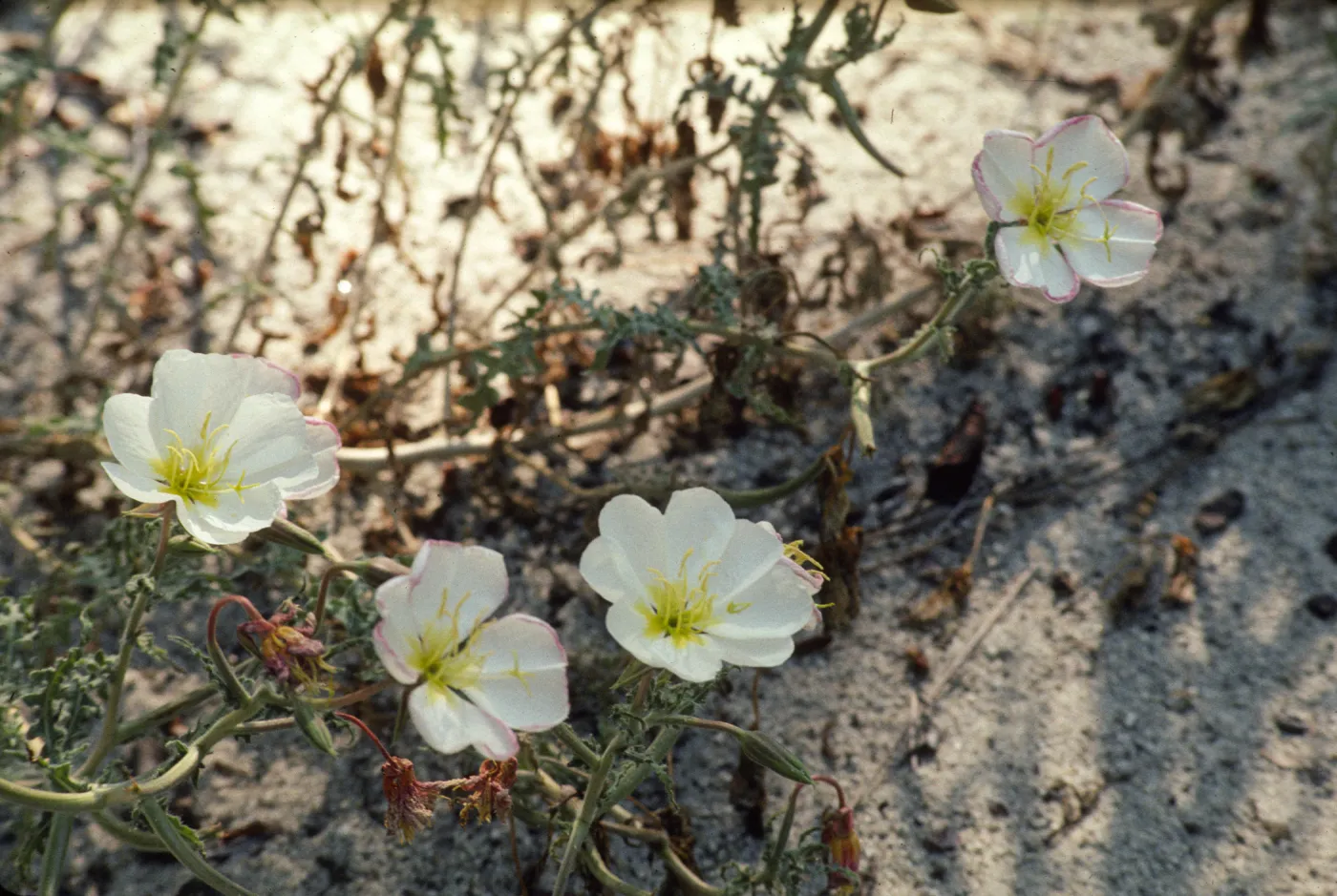 Oenothera deltoides ssp. howellii