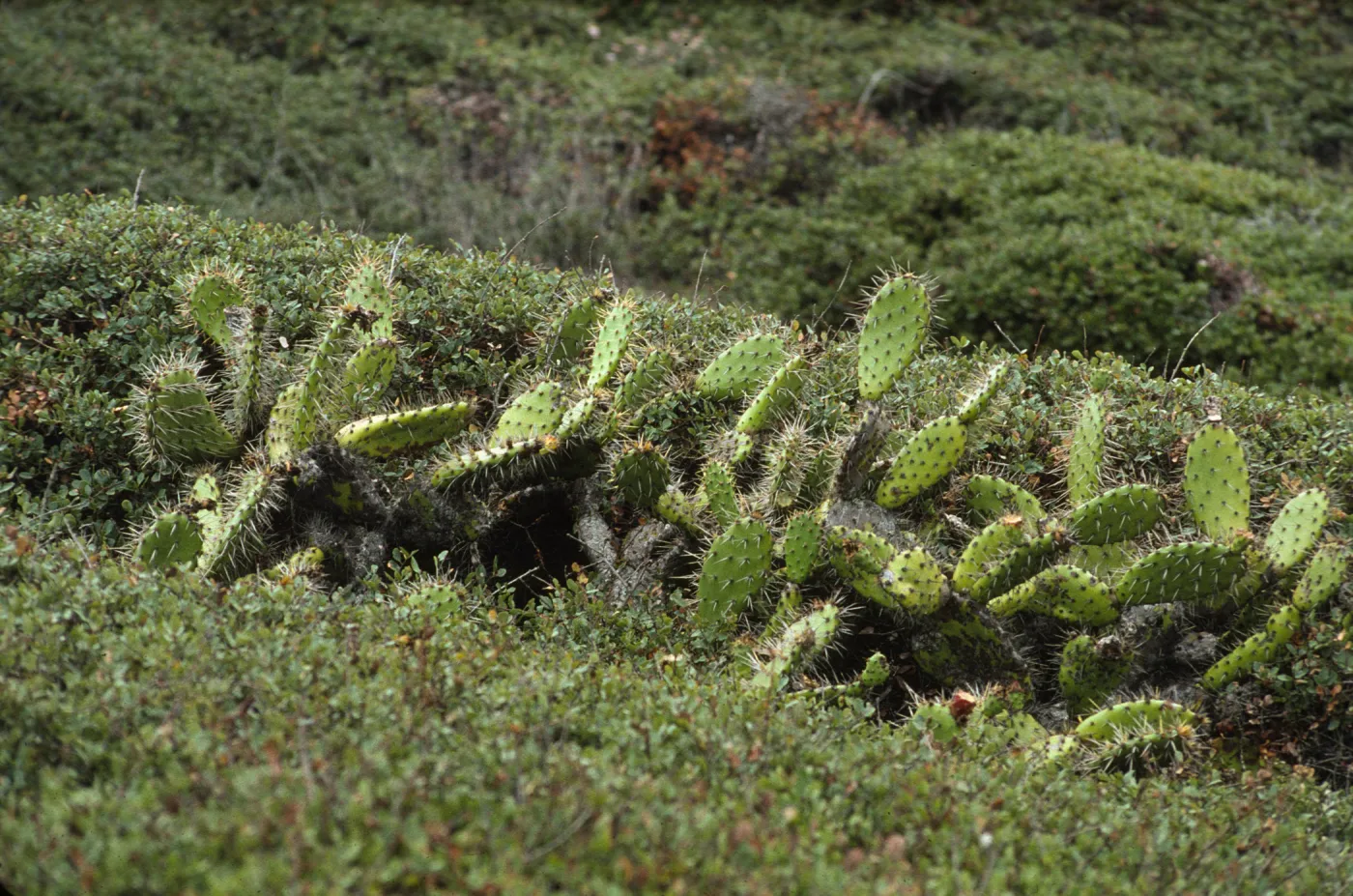 Opuntia littoralis