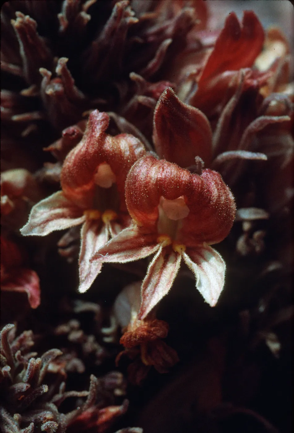 Orobanche californica ssp. feudgei