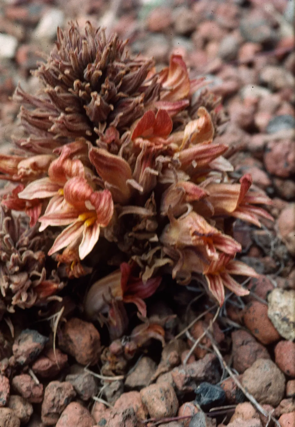 Orobanche californica ssp. feudgei