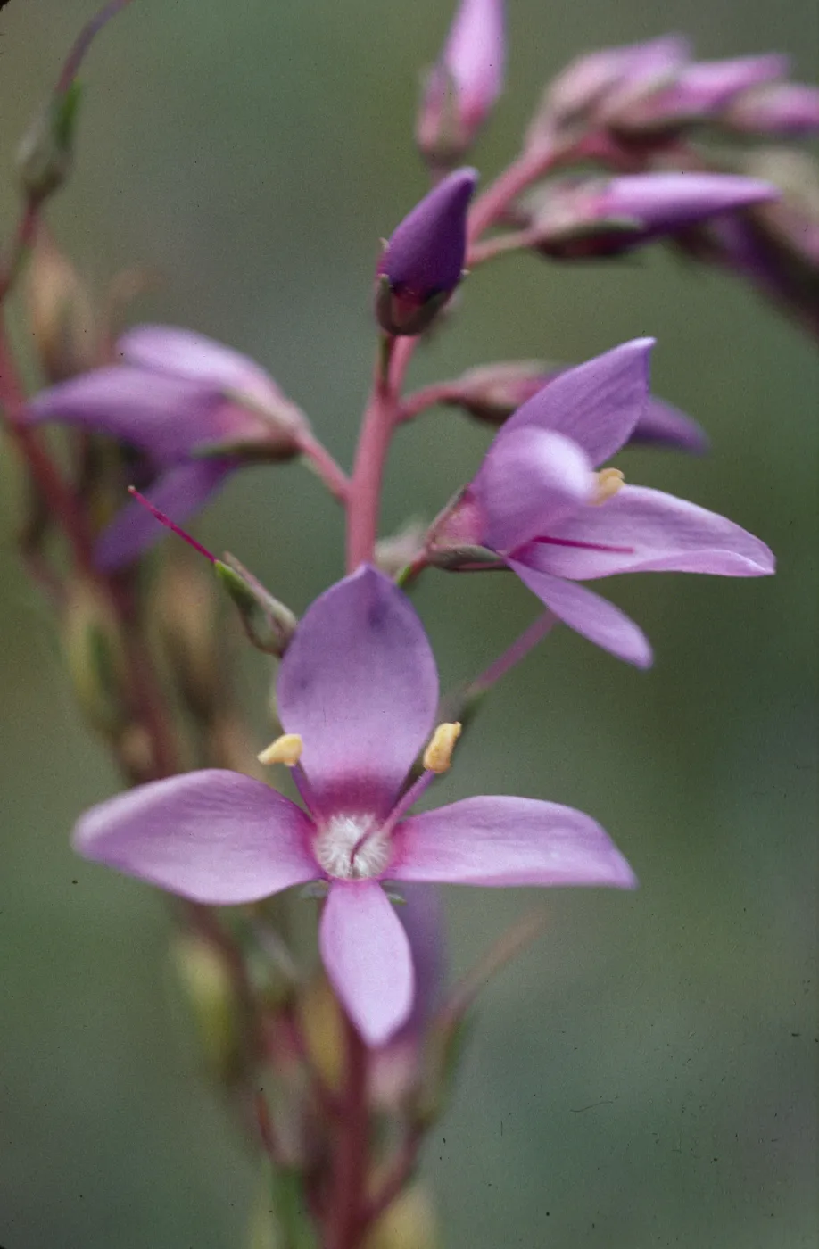 Parahebe perfoliata