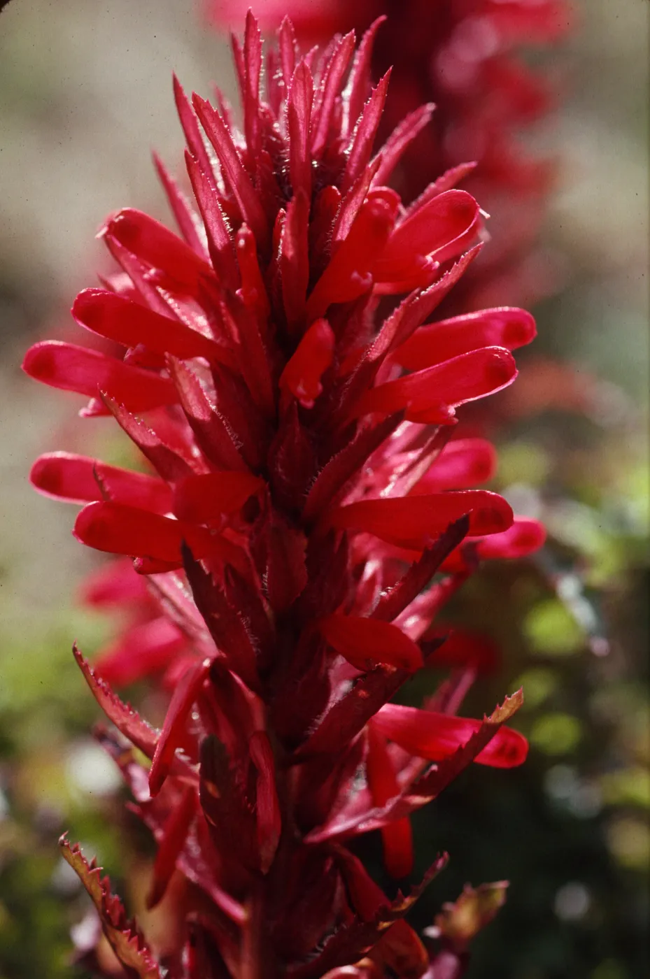 Pedicularis densiflora