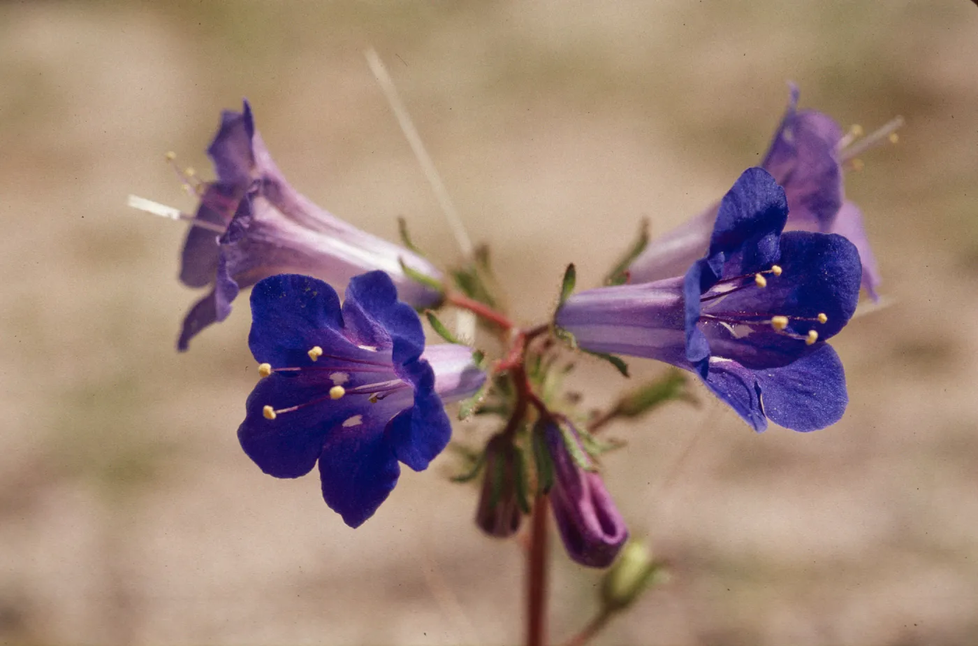Phacelia campanularia