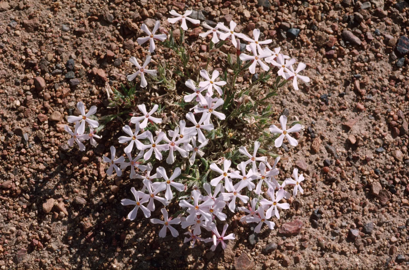 Phlox stansburyi