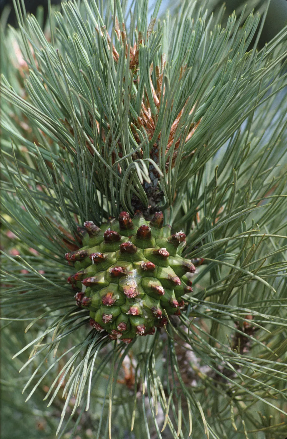 Pinus torreyana ssp. insularis